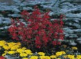 LOBELIA SPECIOSA